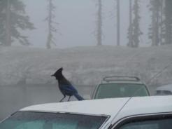 Winter Blue Bird